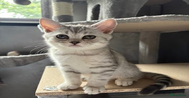 Scottish Fold cats - Advert 16