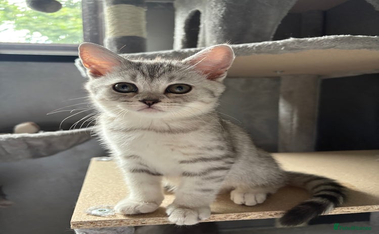 Scottish Fold cats - Advert 3