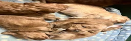 Sproodle dogs for sale: Beautiful Red & Apricot Sproodles - Advert 20