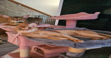 Abyssinian cats - Advert 1