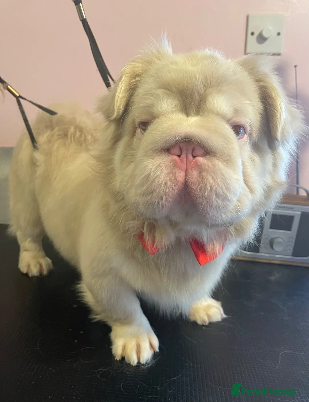 French Bulldog dogs for stud: Quality fluffy French Bulldog for stud  - Advert 2