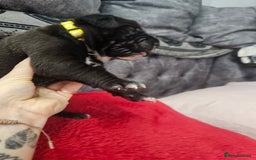 Cane Corso dogs for sale: Cane corso pups  - Image 2