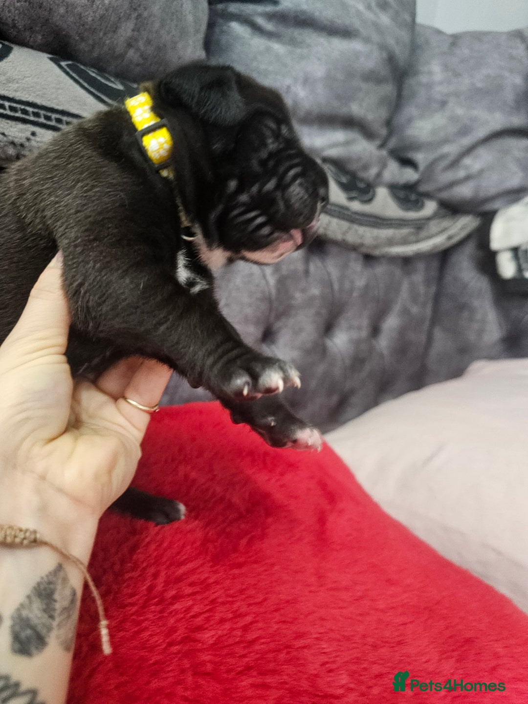 Cane Corso dogs for sale: Cane corso pups  - Image 2