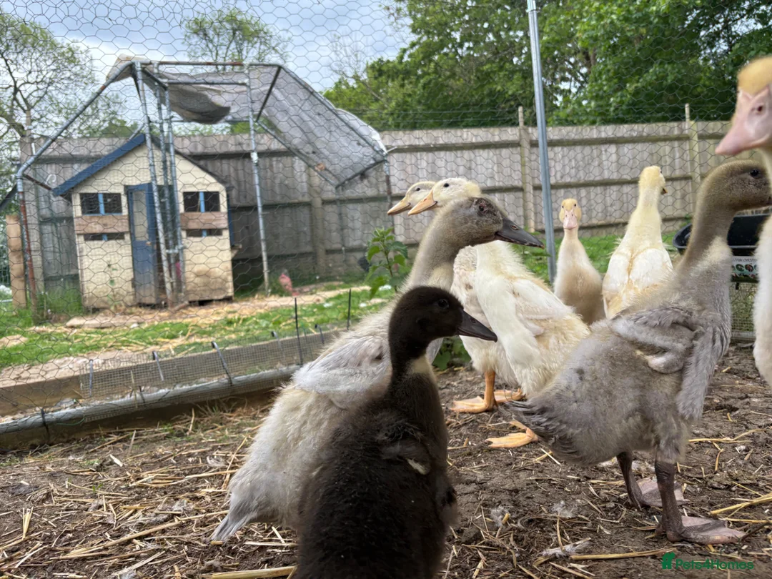 Ducks poultry for sale: Ducklings - Advert 5