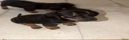 Dachshund dogs for sale: Beautiful Dachshund puppies  in Redhill - Advert 6