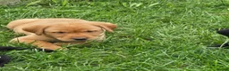 Labrador Retriever dogs for sale: Beautiful litter of puppies for sale - Advert 2