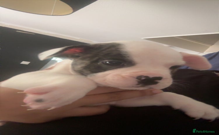 Mixed Breed dogs - Advert 5