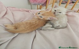 Maine Coon cats for sale: Beautiful kittens 😸  - Image 16
