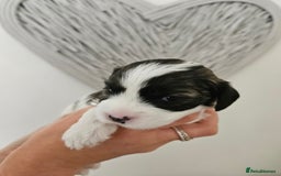 Mixed Breed dogs for sale: Cavapoo/Shihpoo mix - Image 5