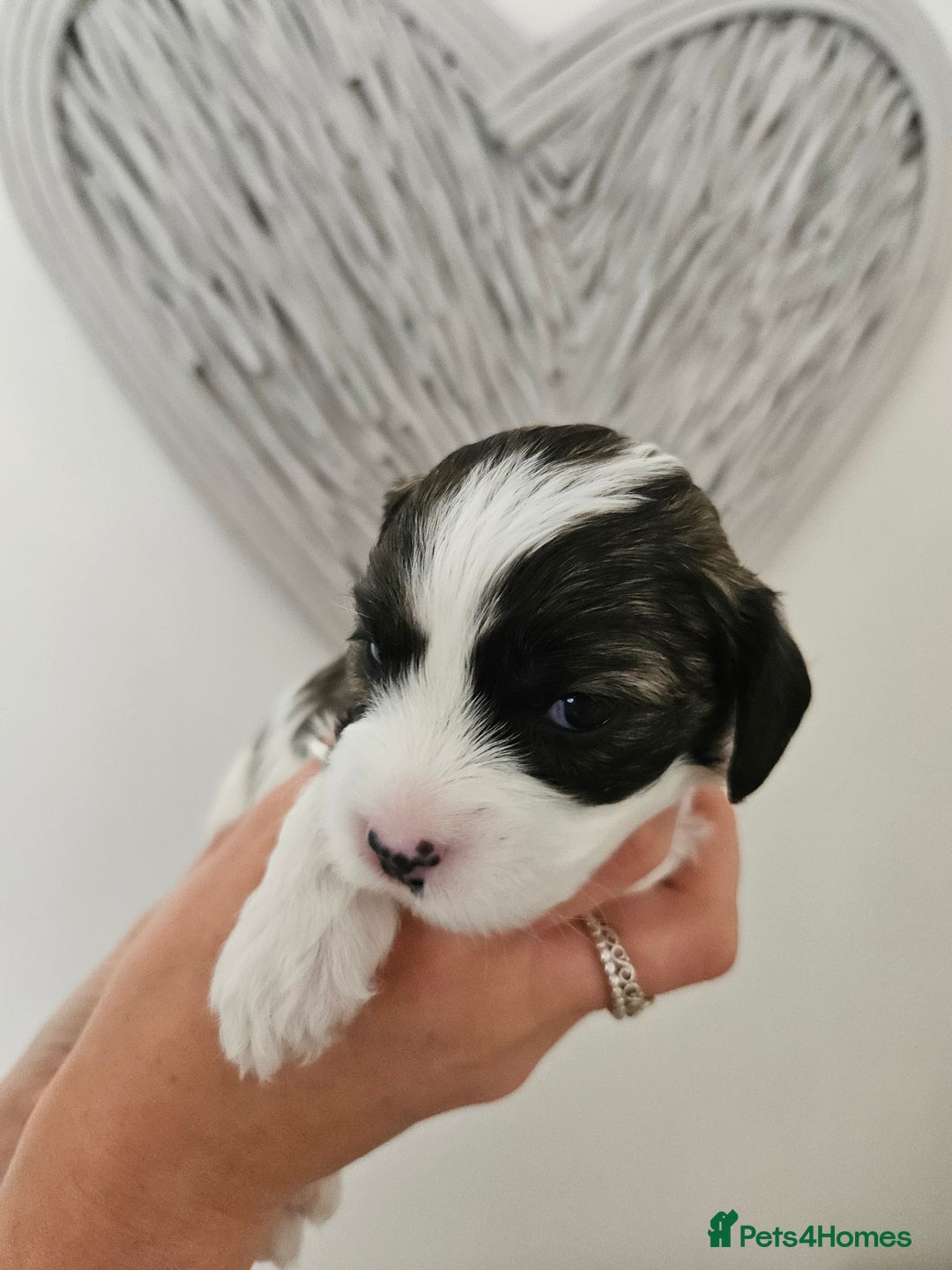 Mixed Breed dogs for sale: Cavapoo/Shihpoo mix - Image 5