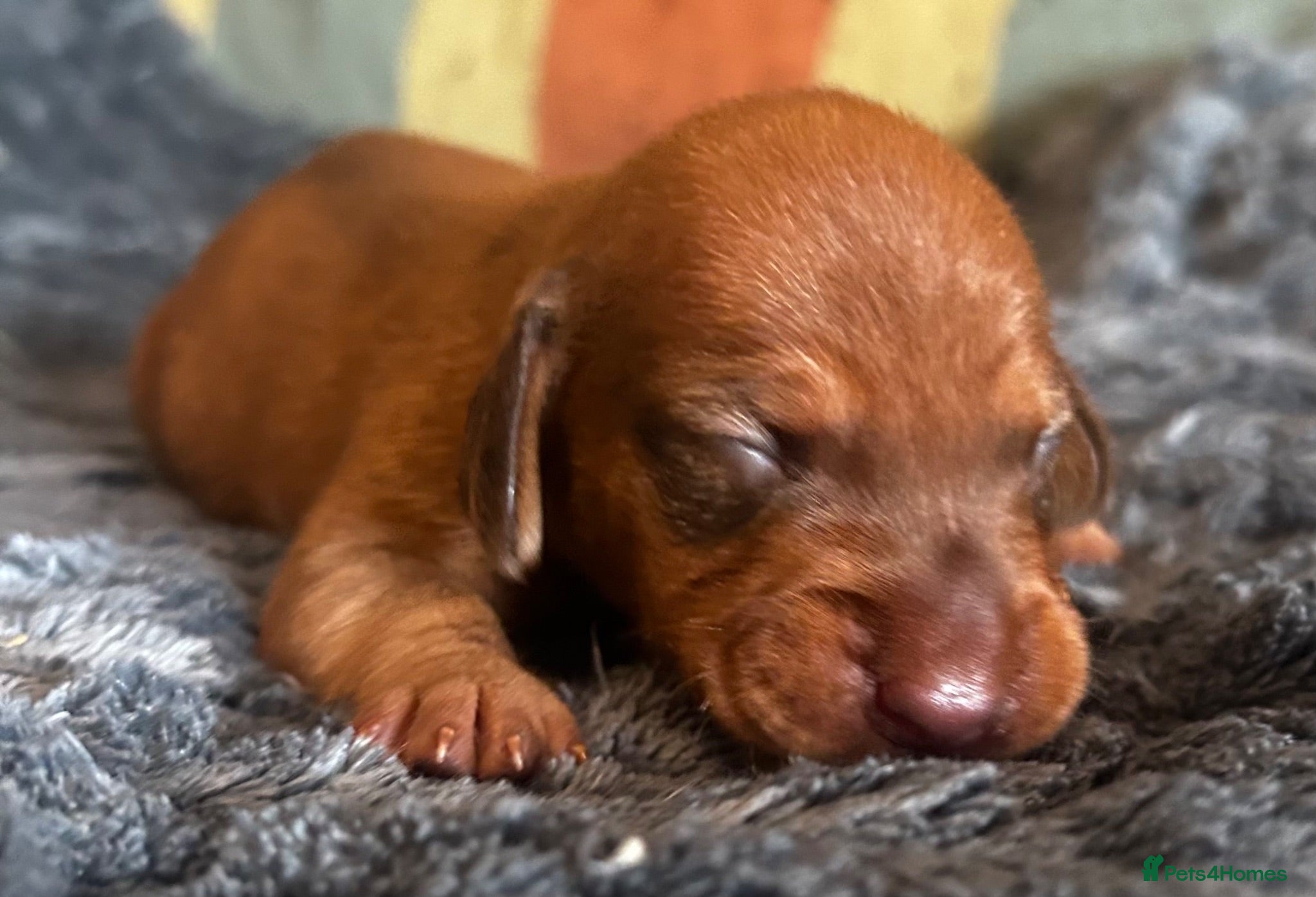 Dachshund dogs QUALITY KC STANDARD SMOOTH DAHSHUNDS  - Advert 2