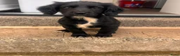 Mixed Breed dogs for sale: Cross breed in Gateshead - Advert 4