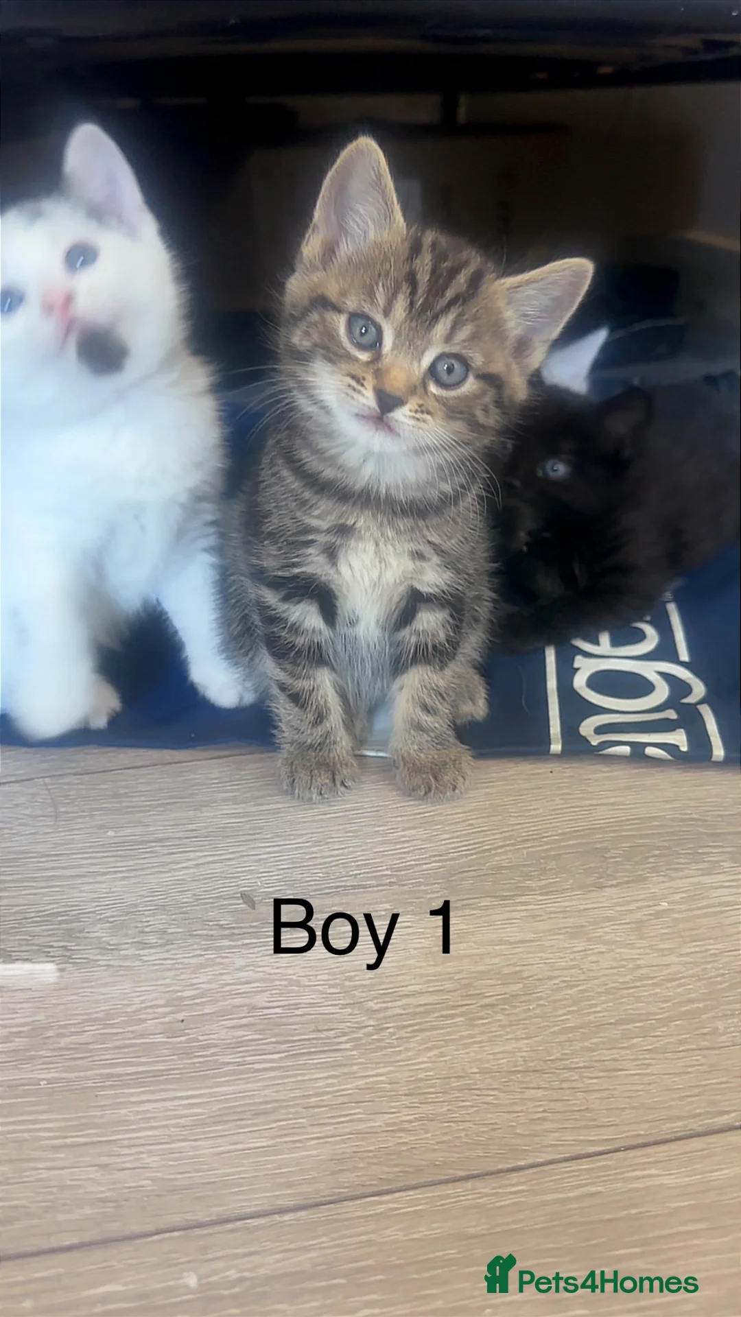 Mixed Breed cats for sale: Mix breed kittens  in London - Advert 1