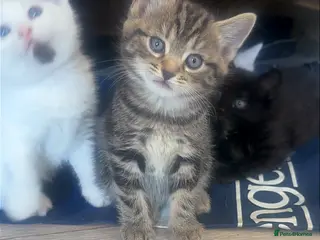 Mixed Breed cats Mix breed kittens - Advert 1