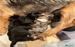 Yorkshire Terrier dogs for sale: Stunning family raised puppys - Image 2