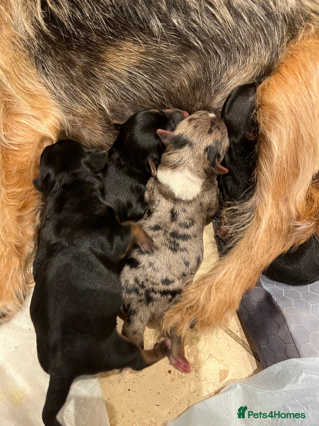 Yorkshire Terrier dogs for sale: Stunning family raised puppys - Image 2