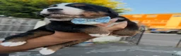 Bernese Mountain Dog dogs for sale: Bernese mountain Puppy  - Advert 12