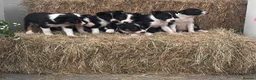 Border Collie dogs for sale: Beautiful Collie Puppies in Llandovery - Advert 2