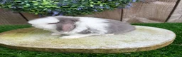 Mini Lop rabbits for sale: ⭐️ QUALITY FRIENDLY BABY MINI LOPS ⭐️ - Advert 8