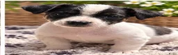 Jack Russell dogs for sale: Jack Russell pups - Advert 2