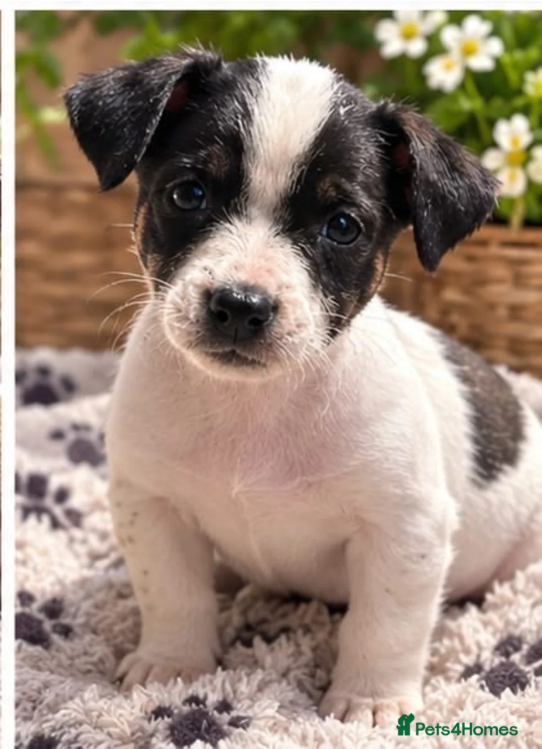 Jack Russell dogs for sale: Jack Russell pups - Advert 2