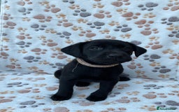 Labrador Retriever dogs for sale: **PEDIGREE, KC REGISTERED AND HIP SCORED** - Image 9