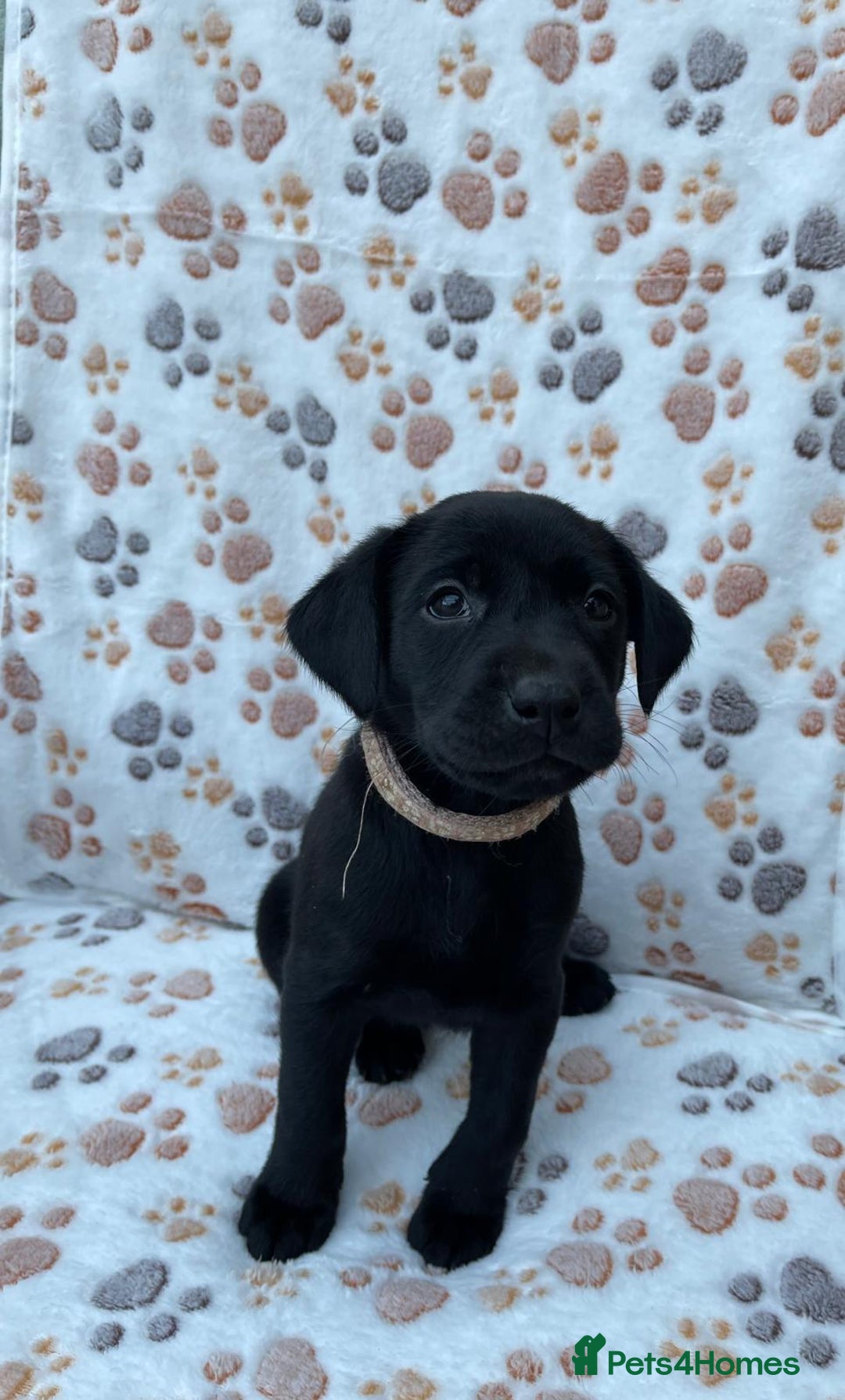 Labrador Retriever dogs for sale: **PEDIGREE, KC REGISTERED AND HIP SCORED** - Image 9