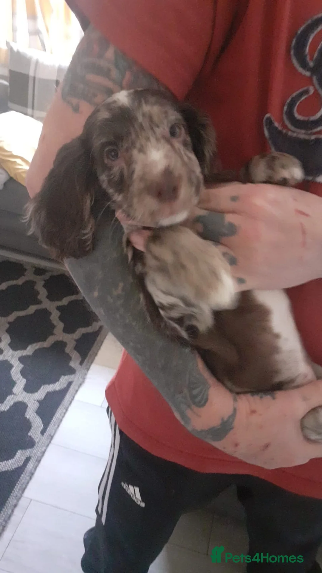 Cocker Spaniel dogs for sale: Chocolate Merle cocker spaniel bitch pup - Advert 1