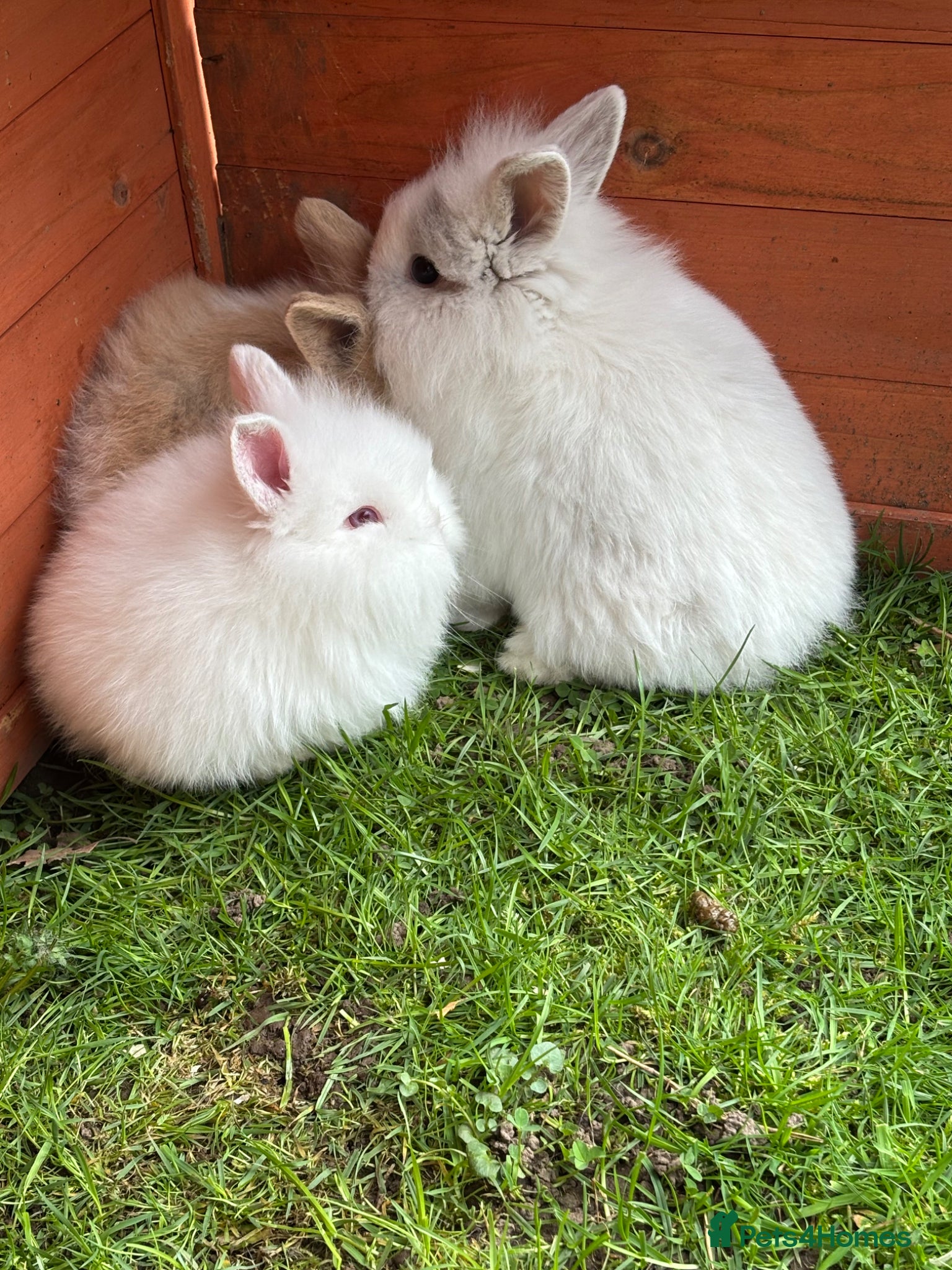 Mixed Breed rabbits Baby rabbits ready now one male left - Advert 5