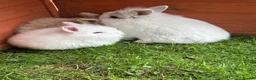 Mixed Breed rabbits for sale: Baby rabbits ready now  - Advert 9