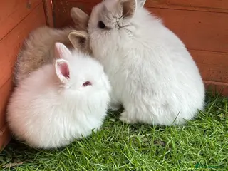 Mixed Breed rabbits Baby rabbits ready now one male left - Advert 5