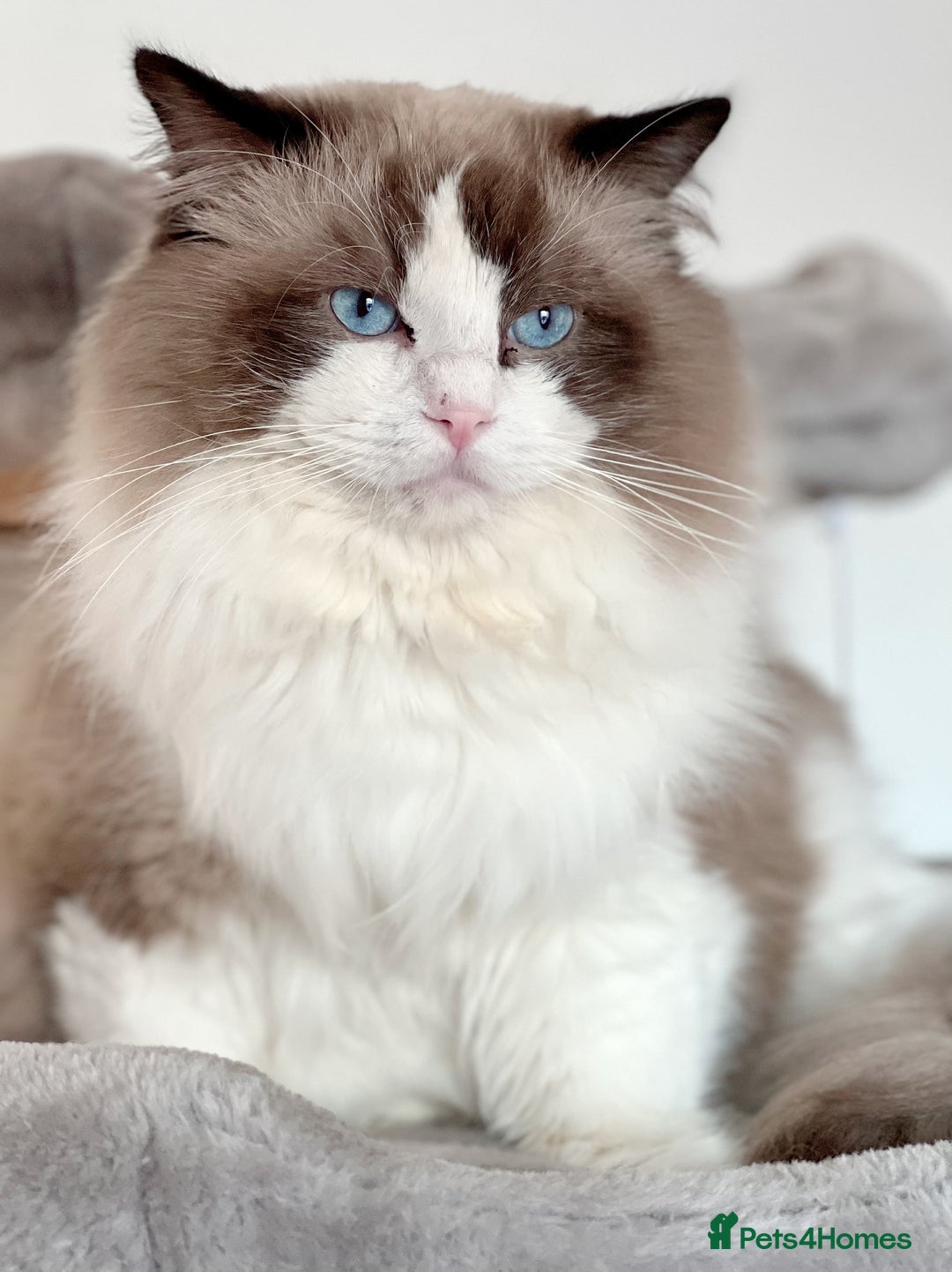 Ragdoll cats for stud: 5 Pedigree TICA European Famous R-Bloodline  in London - Image 2