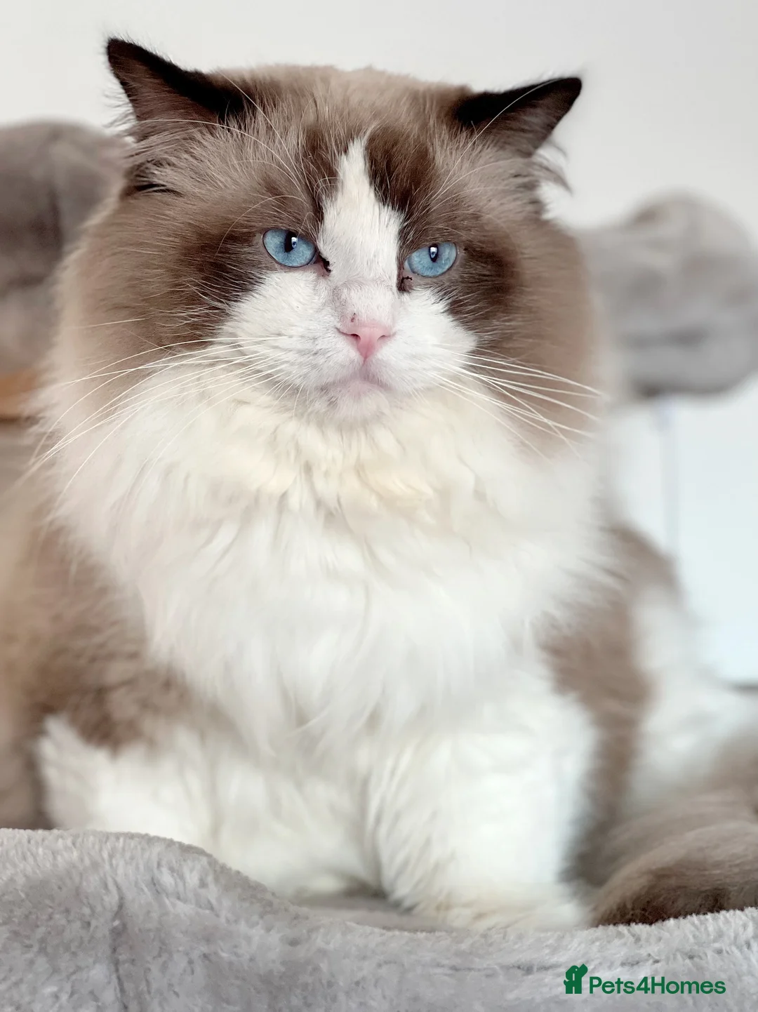 Ragdoll cats for stud: 5 Pedigree TICA European Famous R-Bloodline  in London - Advert 2