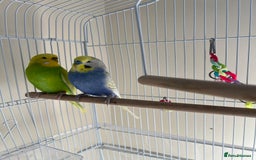 Budgerigars birds for sale: Budgie - Image 1