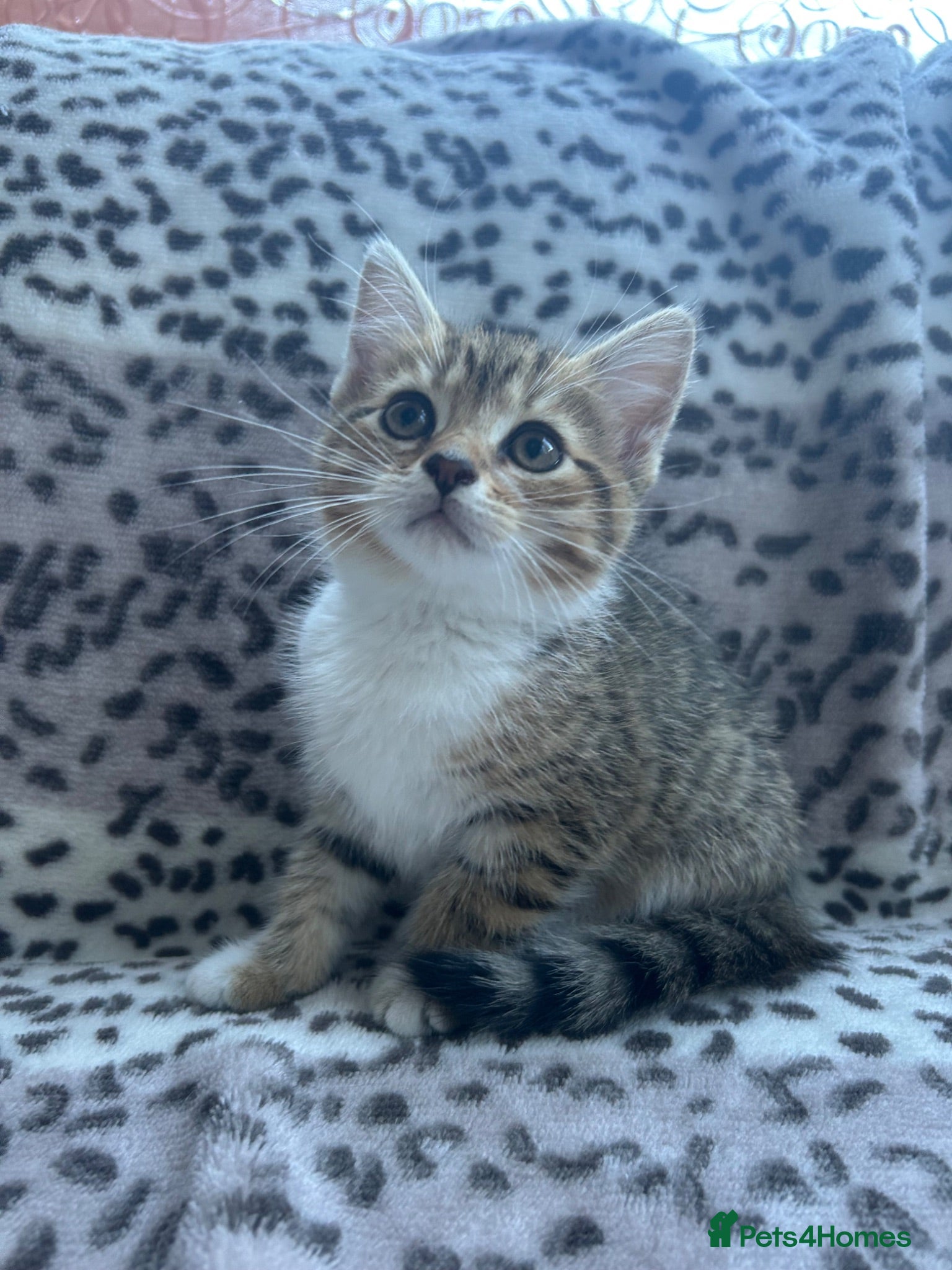 Persian cats !Ready to Leave! *3 kittens left*  - Advert 3