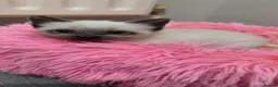 Siamese cats for sale: Female Siamese kitten in Chatham - Advert 3