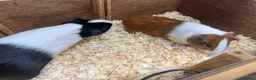 Guinea Pig rodents for sale: Male/Boars Dutch guinea pigs - Advert 10