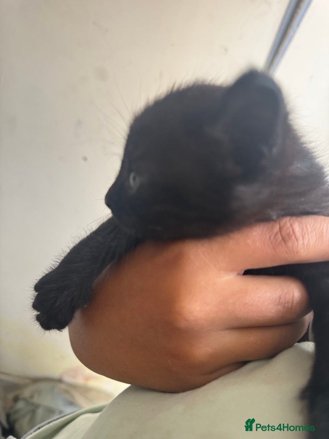European cats for sale: Kittens  - Image 2