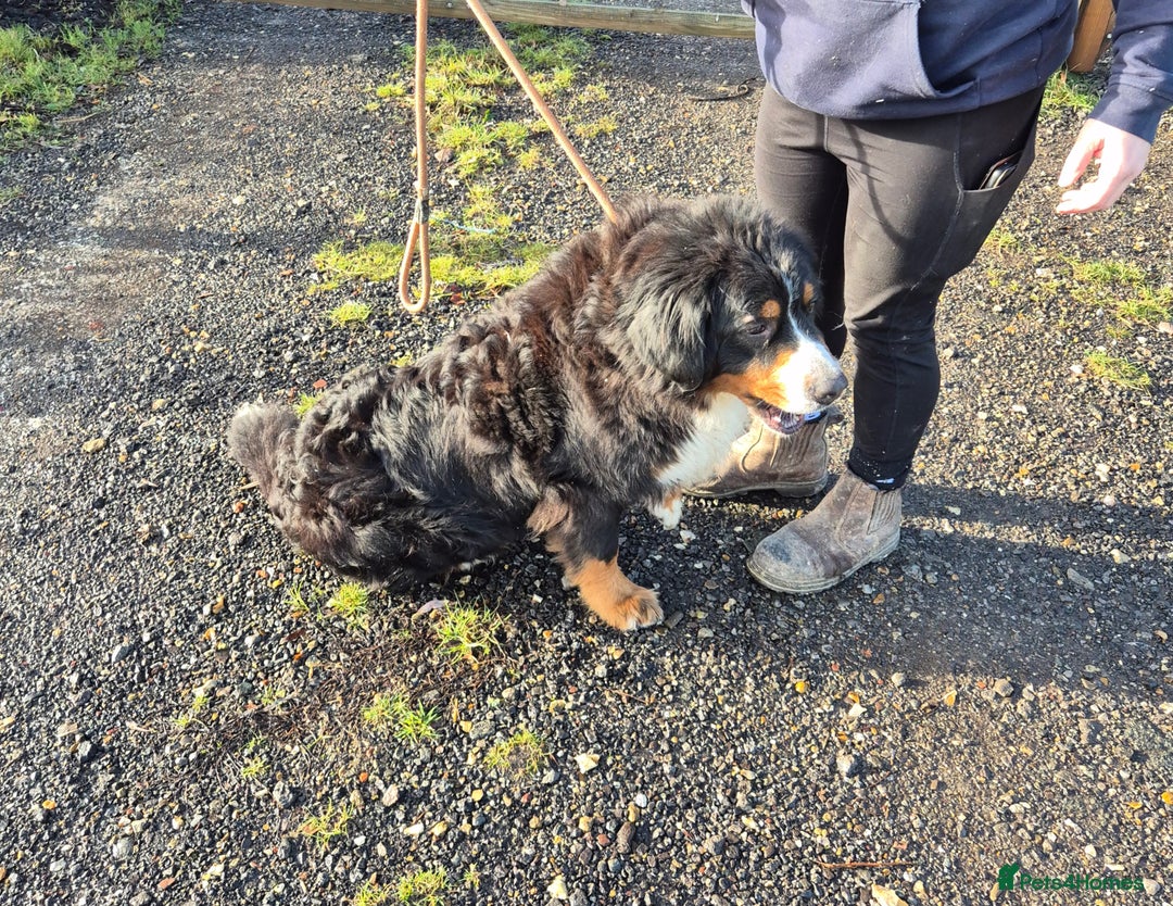 Bernese Mountain Dog dogs for sale: Adult Female Bernese Mountain Dog - Advert 2