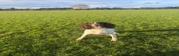 Sprocker dogs for sale: Sprocker Spaniel puppies  - Advert 2
