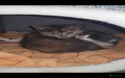 British Shorthair cats for sale: Kittens  - Advert 1