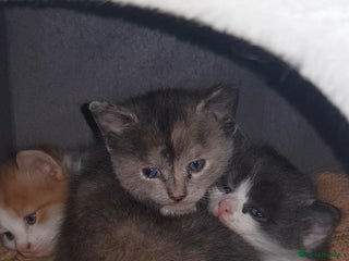 British Shorthair cats Kittens - Advert 1