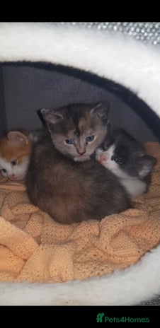 British Shorthair cats Kittens - Advert 1