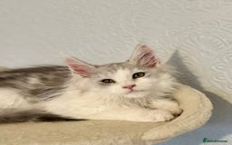 Maine Coon cats for sale: TICA Stunning Maine Coon Kittens - ACTIVE 🩷 - Image 16