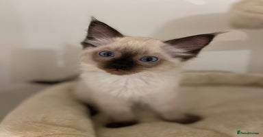 Ragdoll cats - Advert 4