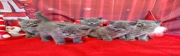 British Shorthair cats for sale: Amazing British Shorhair kittens for sale!!! - Advert 8