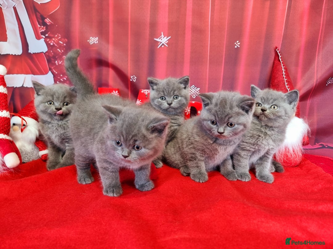 British Shorthair cats for sale: Amazing British Shorhair kittens for sale!!! - Advert 8