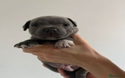 Staffordshire Bull Terrier dogs for sale: 4 Chunky blue pups - Image 4