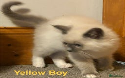 Ragdoll cats for sale: Ragdolls kittens- - Advert 34