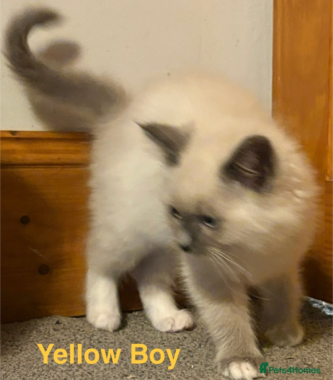 Ragdoll cats for sale: Ragdolls kittens- - Advert 34